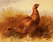 Cock Grouse - 阿奇博尔德·索伯恩